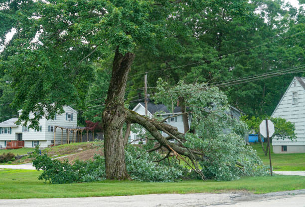 Summit, WA Tree Care Services Company