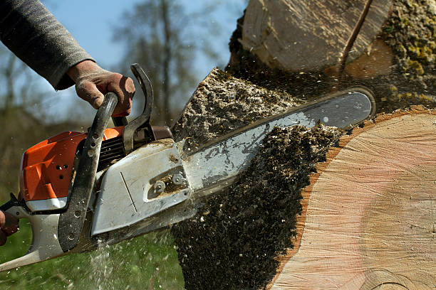 Best Root Management and Removal  in Summit, WA